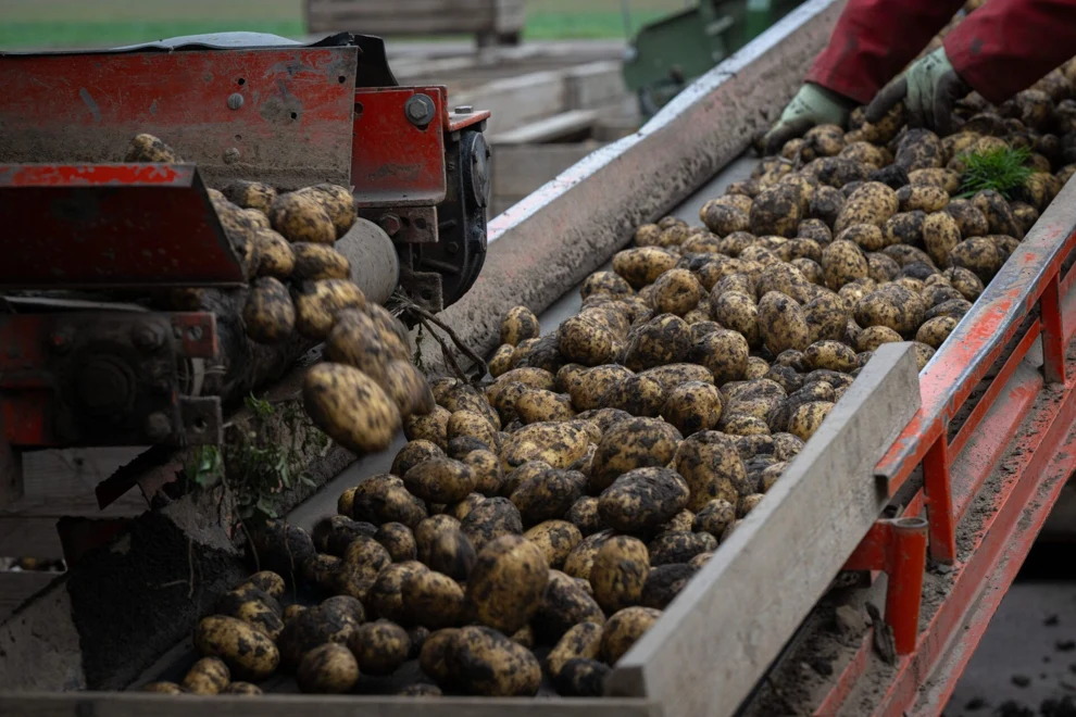 Ett transportband fyllt med massor av potatis.
